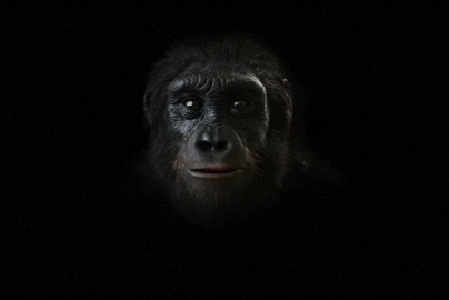 Chapter 7: Apes